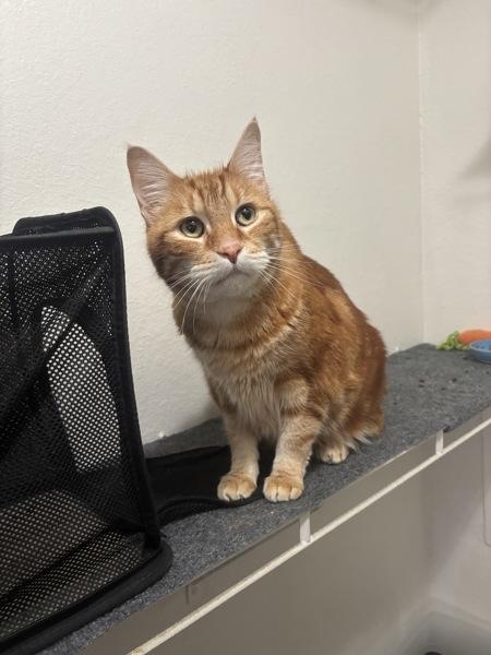 Jack, Adoptable, Senior Male Domestic Short Hair.