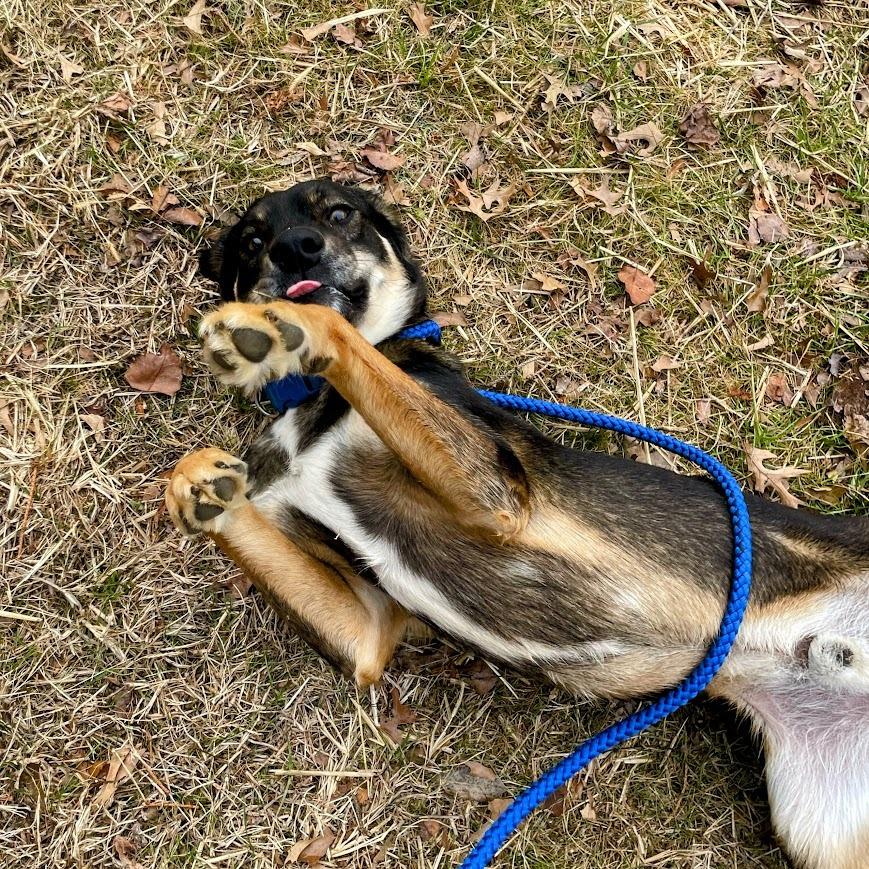 Maverick thumbnail 2