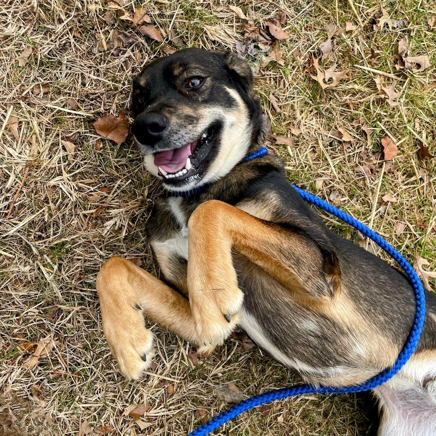 Maverick thumbnail 4