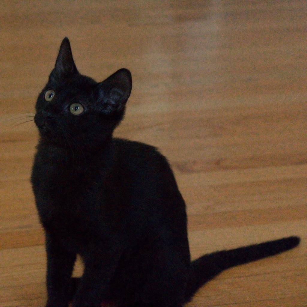 Enlarge Miko (Miroku), a Adoptable mixed breed in Lunenburg, MA image 1/1