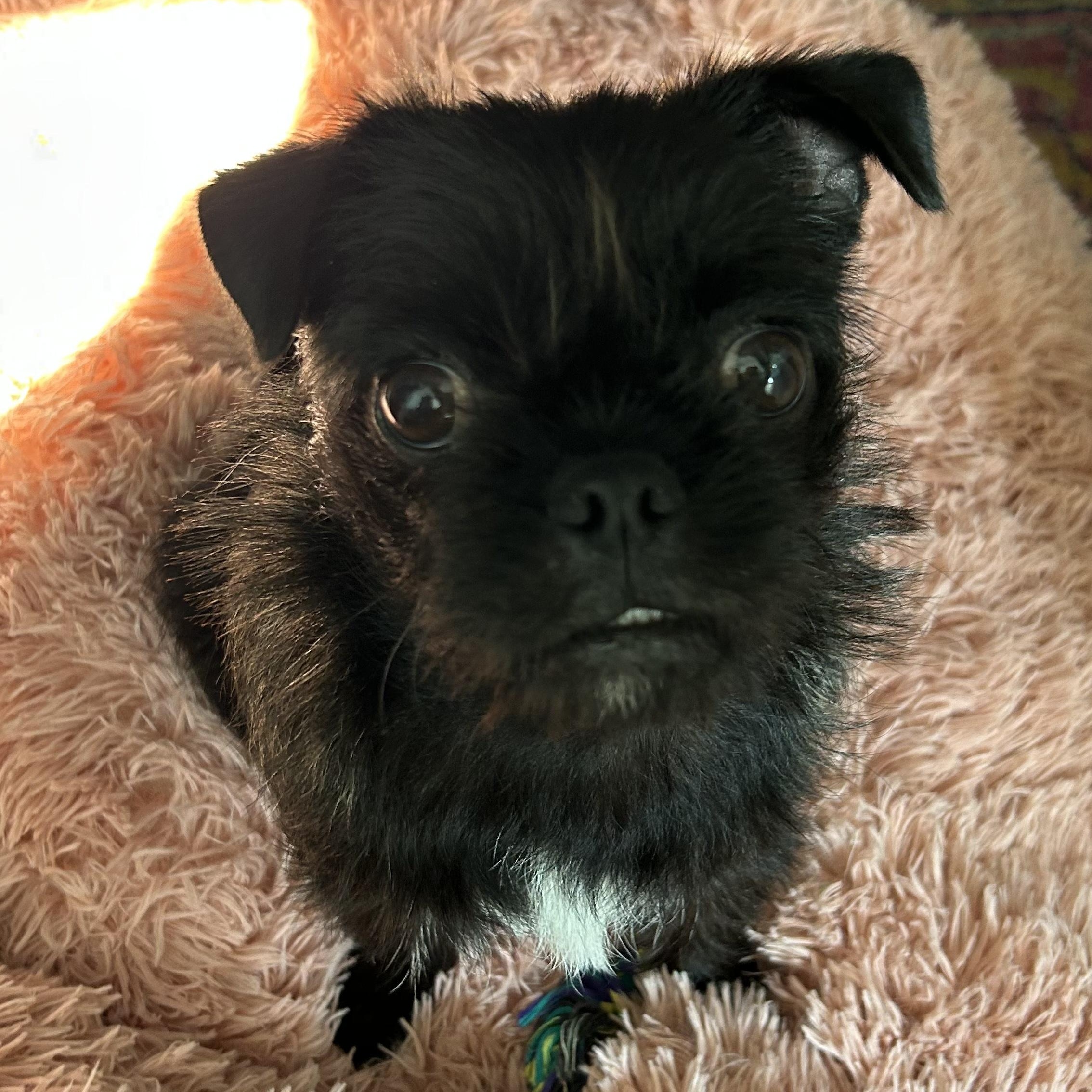 Enlarge Opal , an adopted Brussels Griffon in Sun Valley, CA image 2/6
