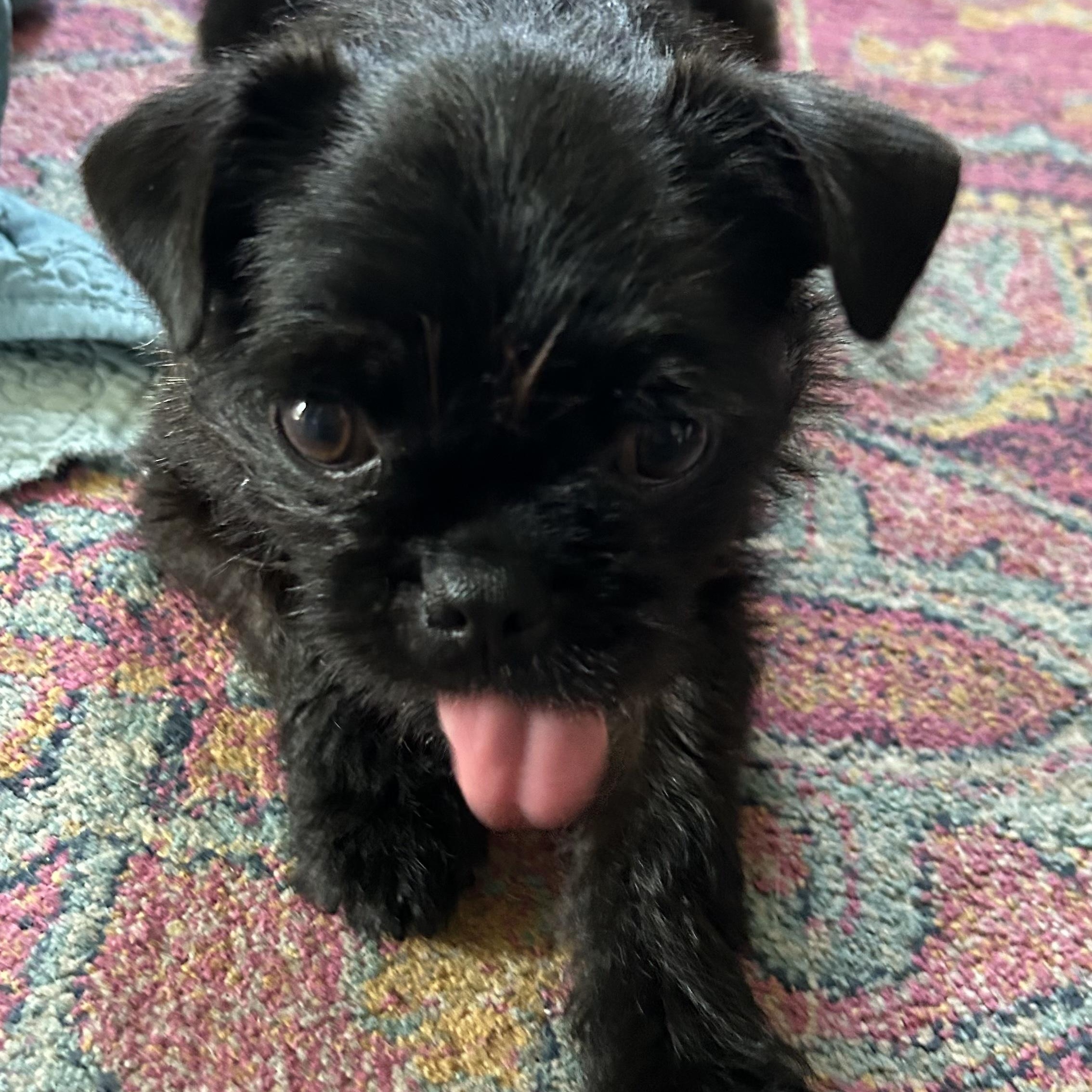 Enlarge Opal , an adopted Brussels Griffon in Sun Valley, CA image 4/6