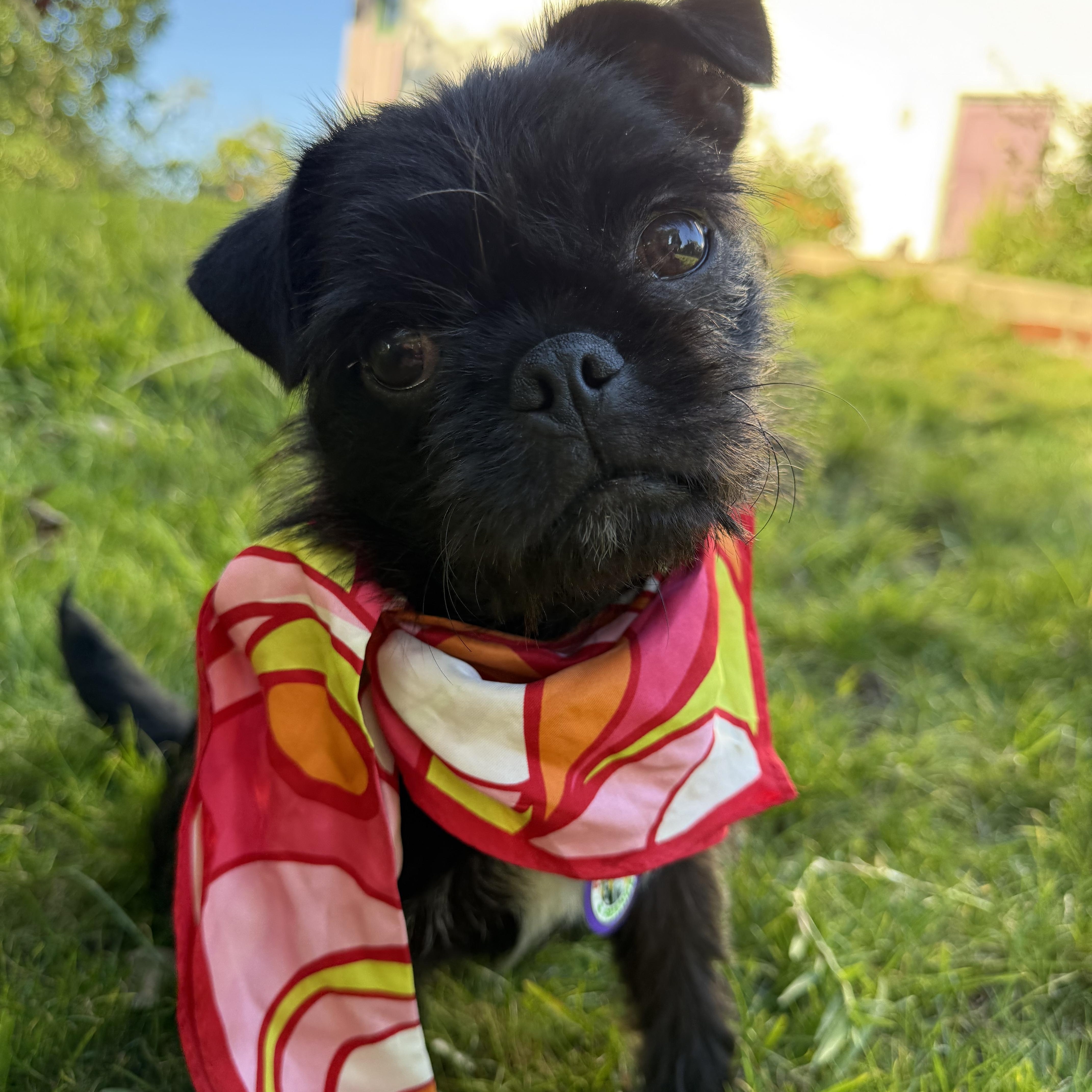 Enlarge Opal , an adopted Brussels Griffon in Sun Valley, CA image 1/6