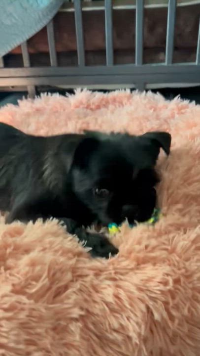 Enlarge Opal , an adopted Brussels Griffon in Sun Valley, CA video 3/6