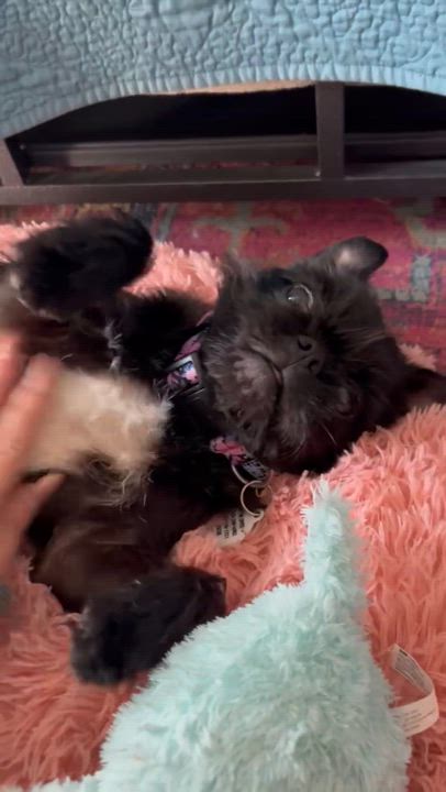 Enlarge Opal , an adopted Brussels Griffon in Sun Valley, CA video 5/6