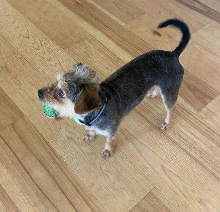 Willamina, a Adopted Yorkshire Terrier in San Diego, CA image 1/3