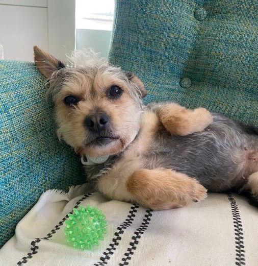 Willamina, a Adopted Yorkshire Terrier in San Diego, CA image 2/3