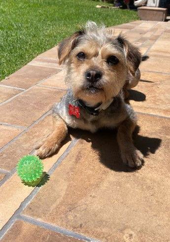 Willamina, a Adopted Yorkshire Terrier in San Diego, CA image 3/3