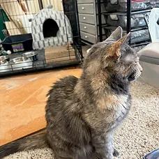 Charmin, a ADOPTABLE Dilute Tortoiseshell in Albuquerque, NM image 2/2