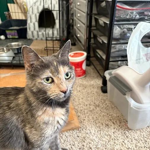 Charmin, ADOPTABLE, Young Female Dilute Tortoiseshell.
