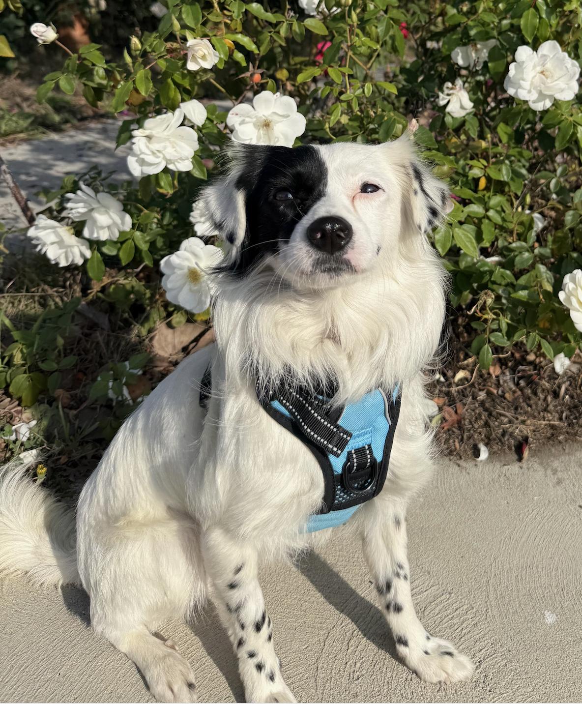 Enlarge Pepe, an adopted mixed breed in Burbank, CA image 2/6