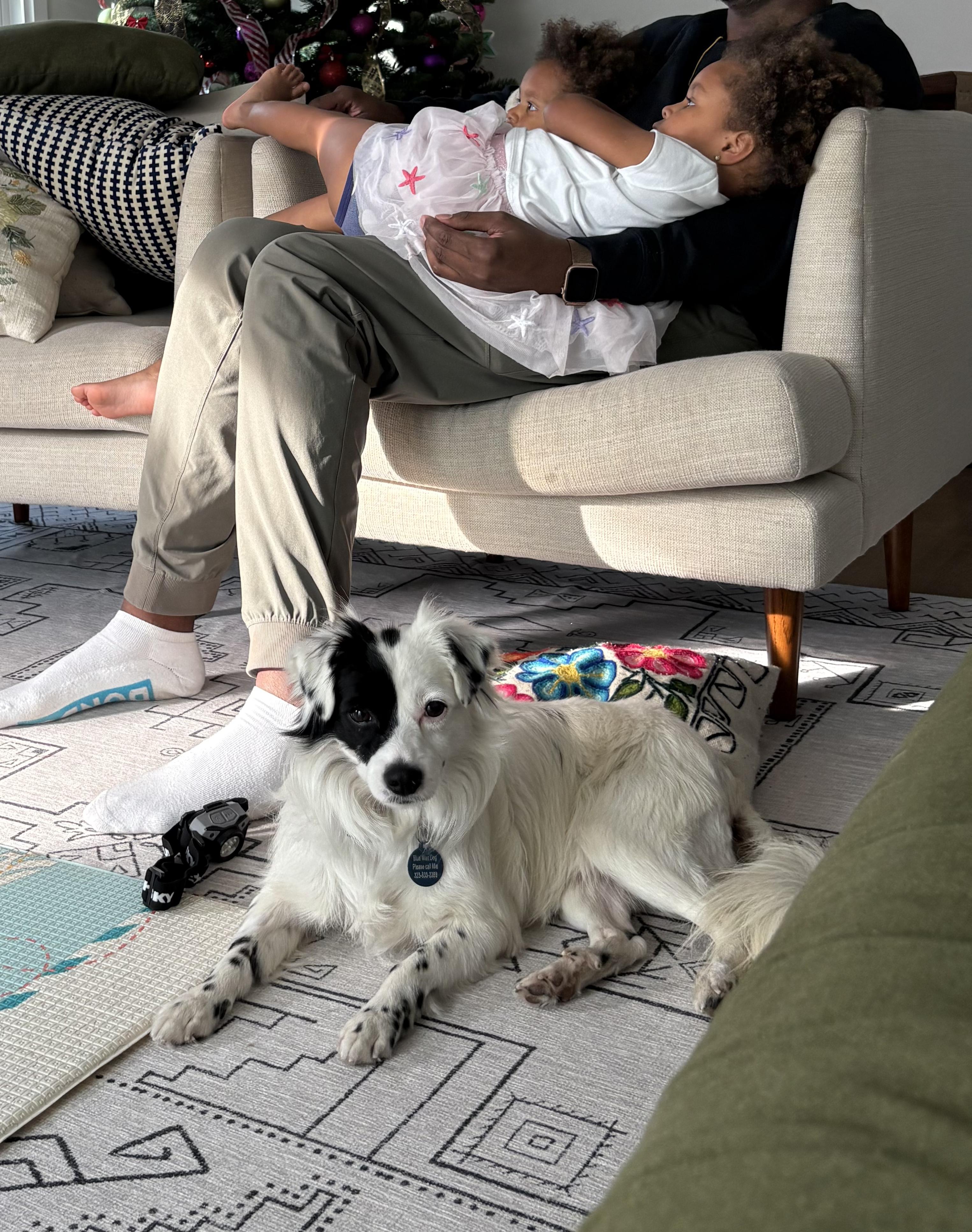 Enlarge Pepe, an adopted mixed breed in Burbank, CA image 6/6