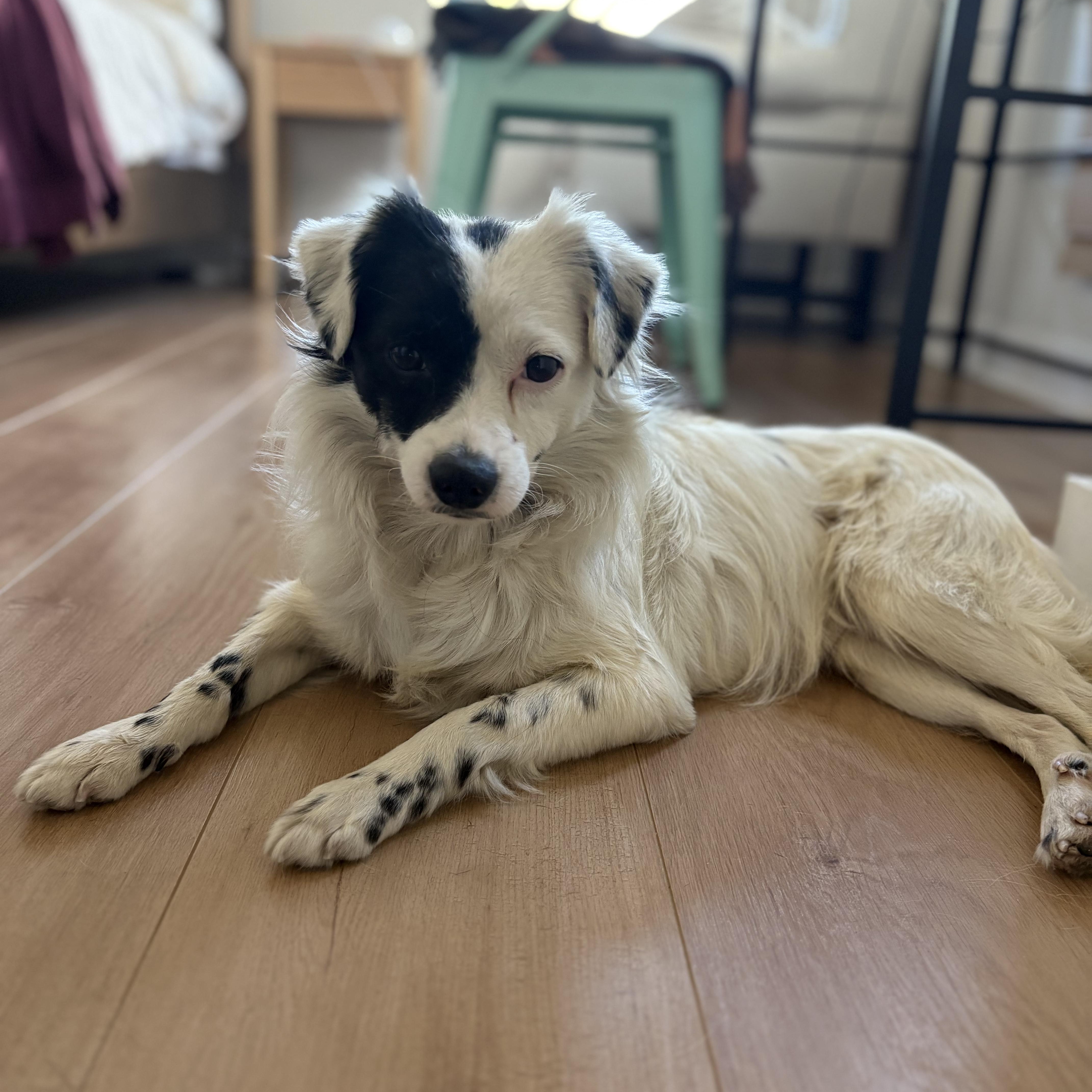 Enlarge Pepe, an adopted mixed breed in Burbank, CA image 1/6