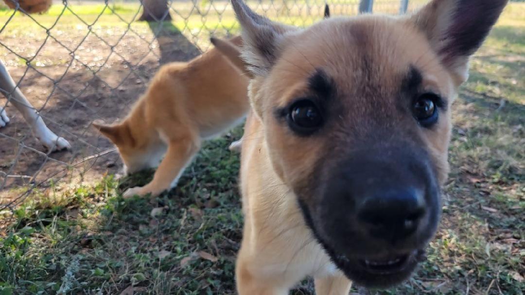 Enlarge Mouse, a ADOPTABLE mixed breed in Luling, TX image 2/3