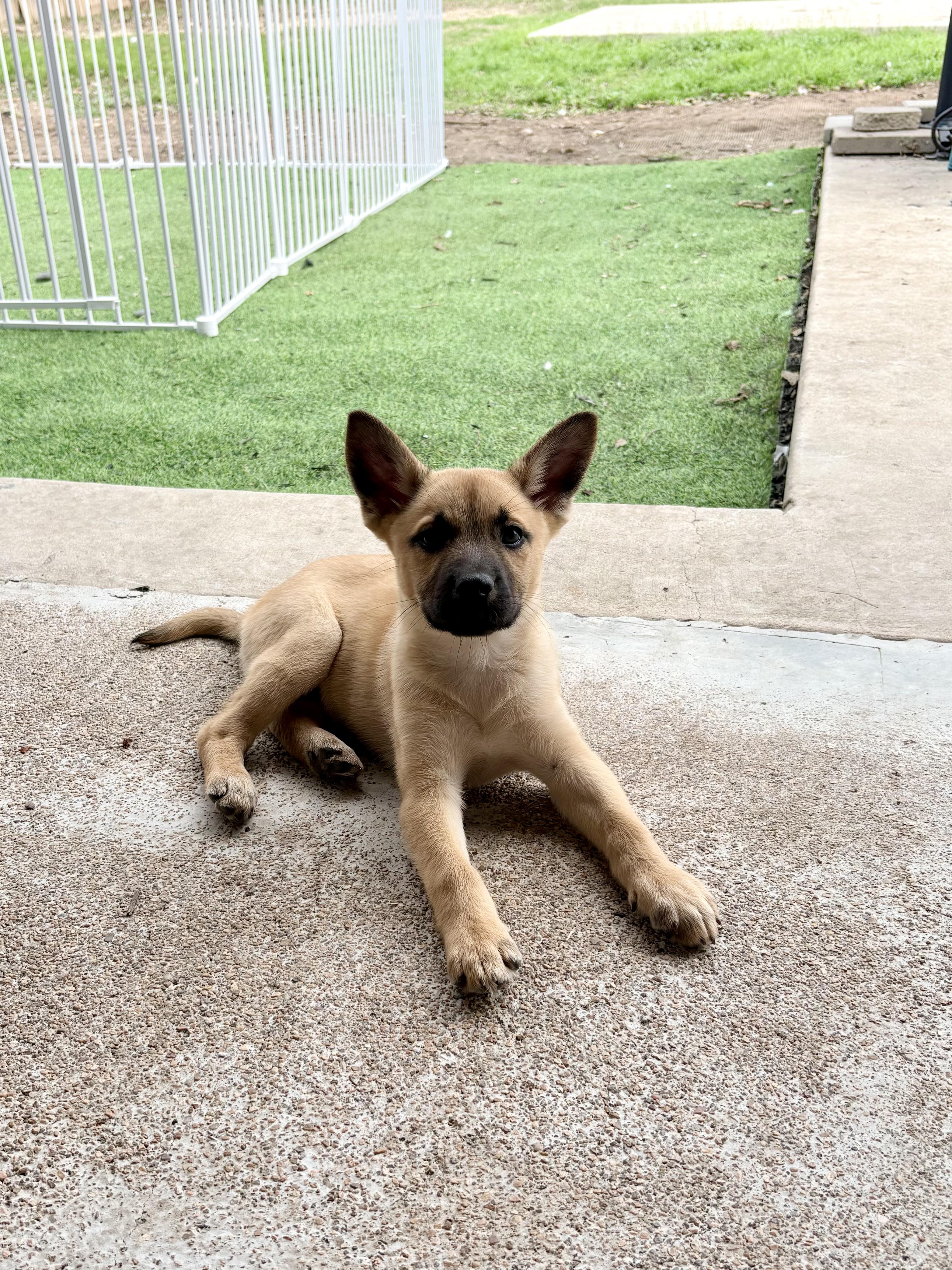 Mouse, ADOPTABLE, Puppy Female German Shepherd Dog & Black Mouth Cur.