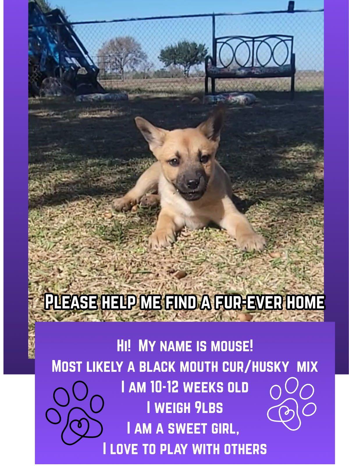 Enlarge Mouse, a ADOPTABLE mixed breed in Luling, TX image 1/3