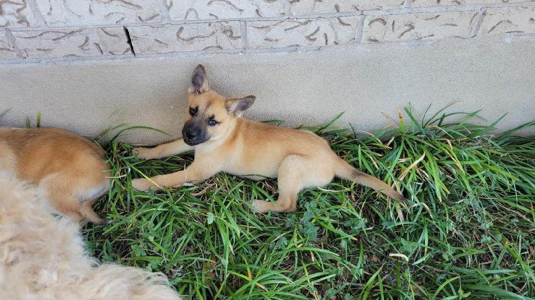 Enlarge Mouse, a ADOPTABLE mixed breed in Luling, TX image 3/3