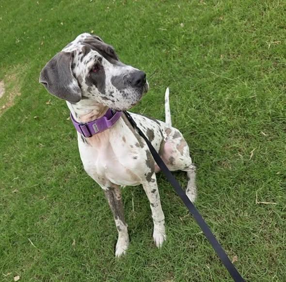 Kahlua, Adoptable, Adult Female Great Dane & Mastiff.