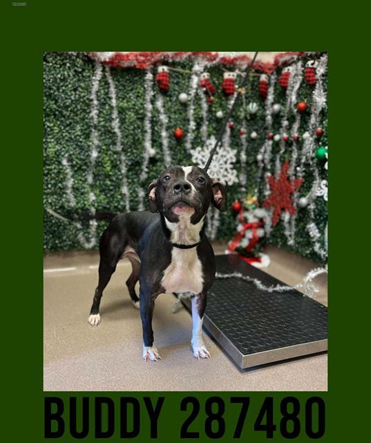 Enlarge BUDDY, a Adoptable Mixed Breed in Macon, GA image 1/1