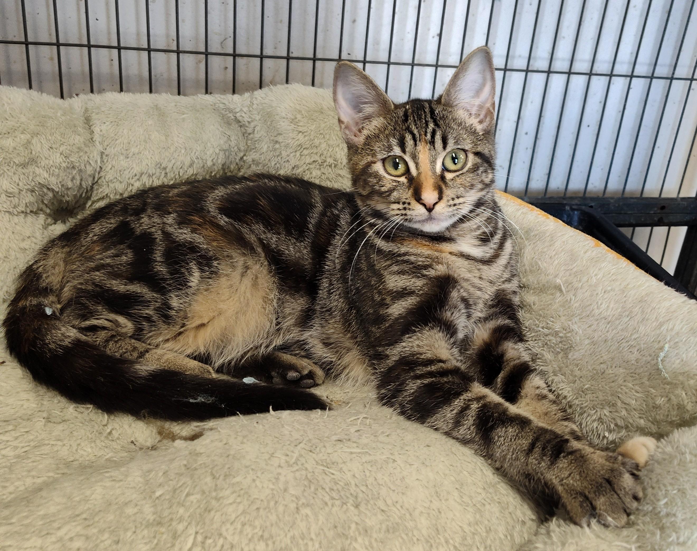 Enlarge STELLA, a ADOPTABLE mixed breed in Claremore, OK image 1/1