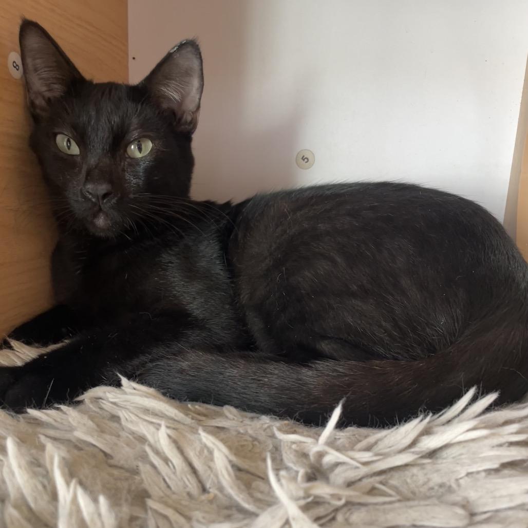 Oliveria, Adoptable, Young Female Domestic Short Hair.