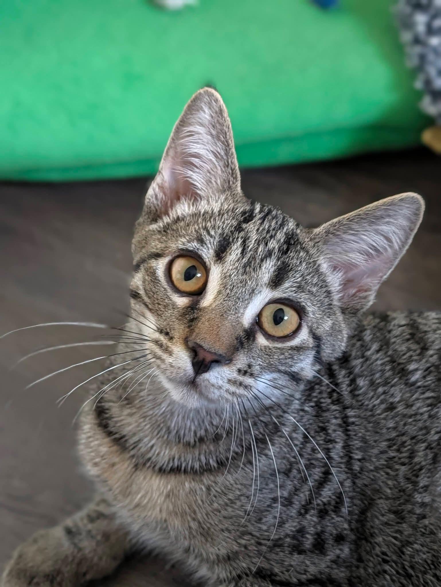 Enlarge Nutty Buddy, a Adoptable American Shorthair in Carnegie, PA image 6/6