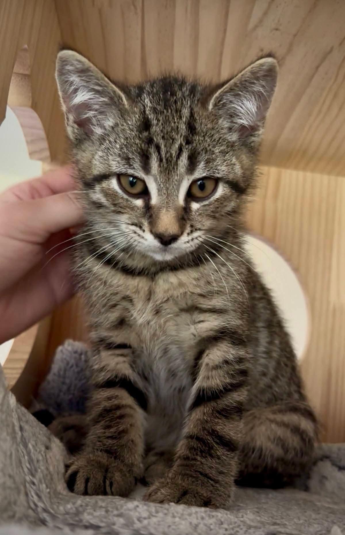 Enlarge Nutty Buddy, a Adoptable American Shorthair in Carnegie, PA image 2/6