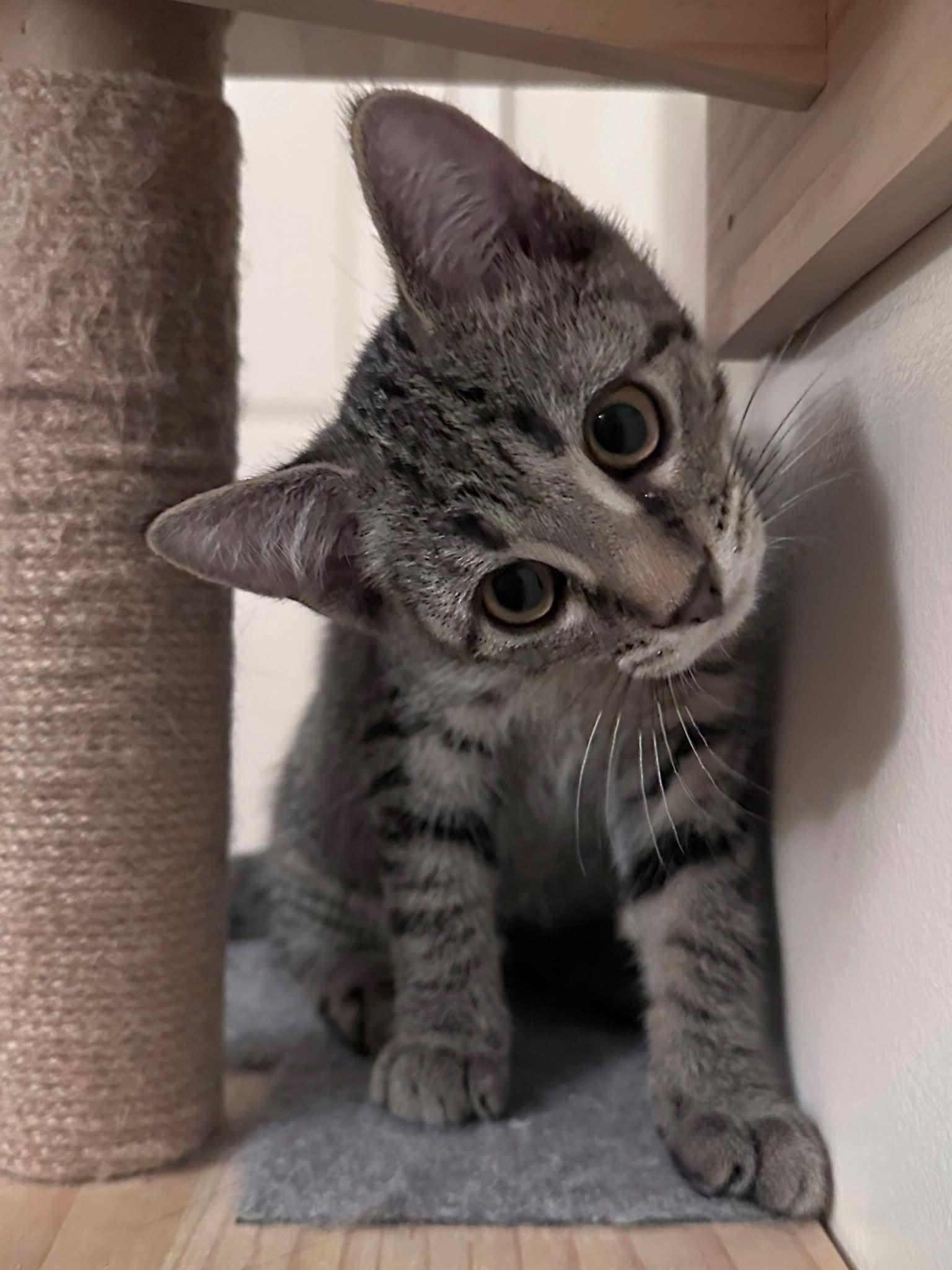 Enlarge Nutty Buddy, a Adoptable American Shorthair in Carnegie, PA image 3/6