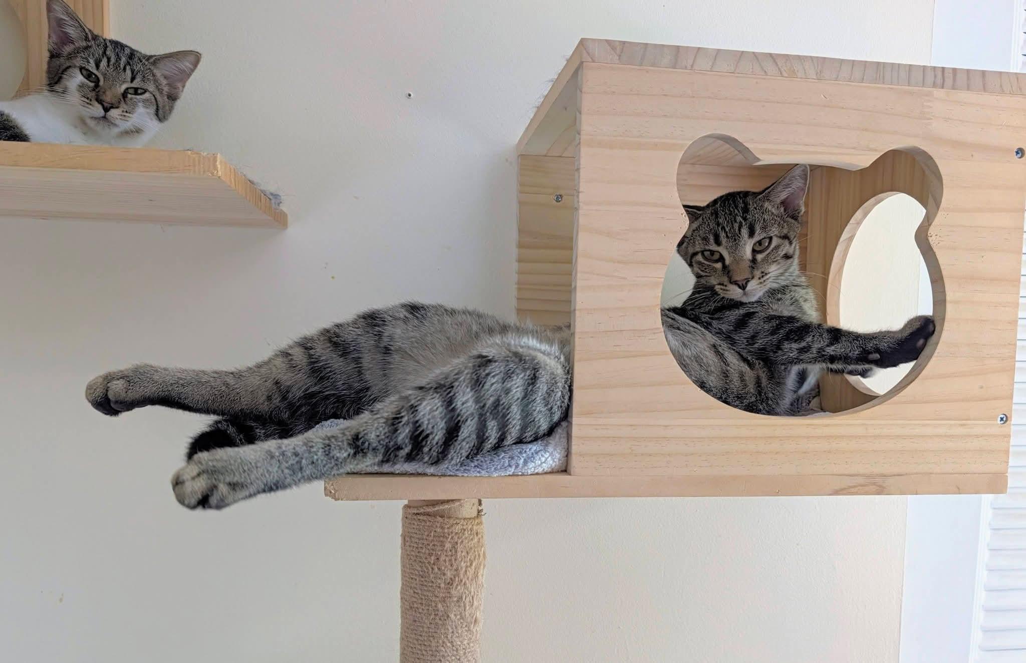 Enlarge Nutty Buddy, a Adoptable American Shorthair in Carnegie, PA image 5/6