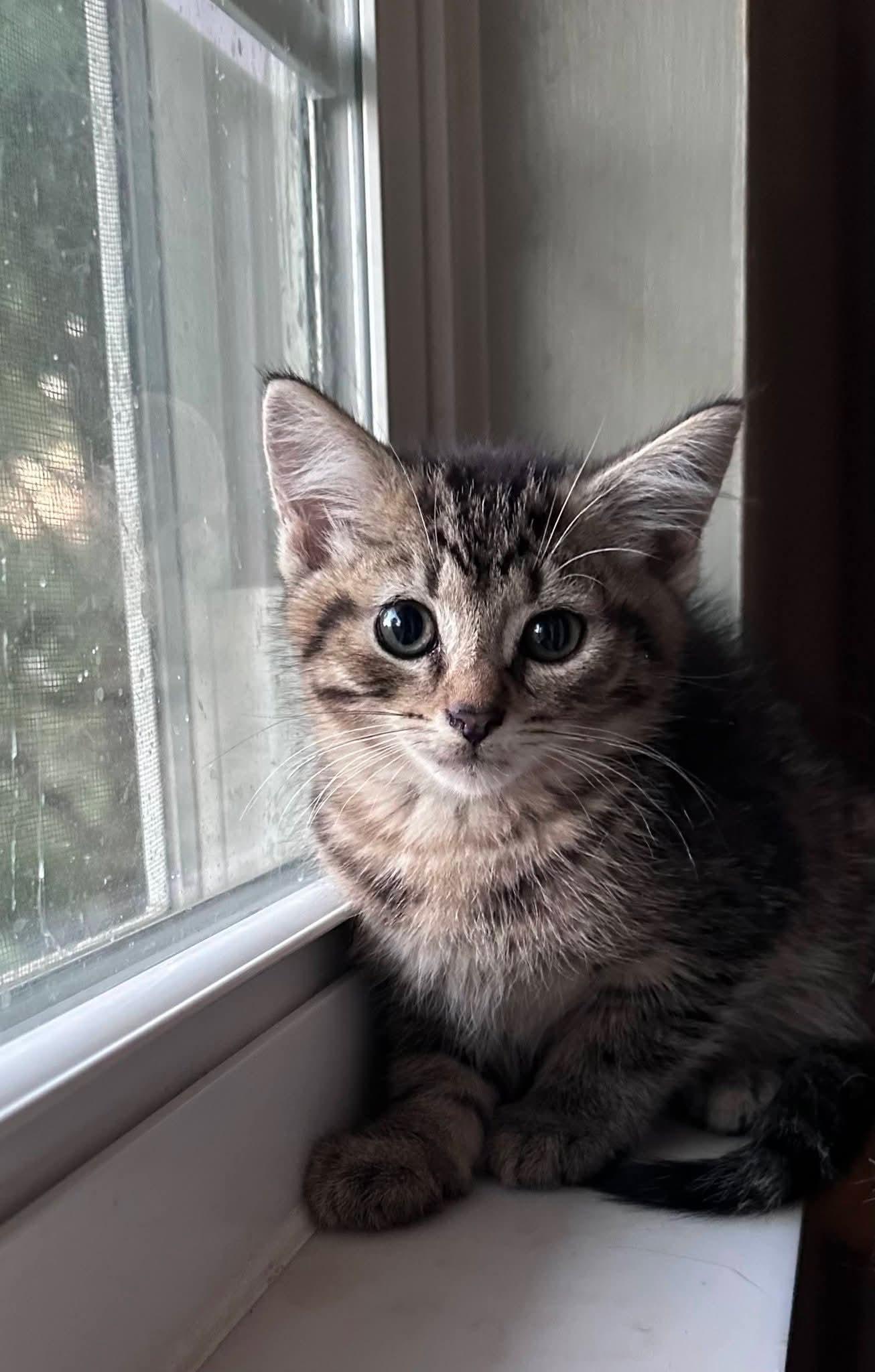 Nutty Buddy, Adoptable, Kitten Male American Shorthair.