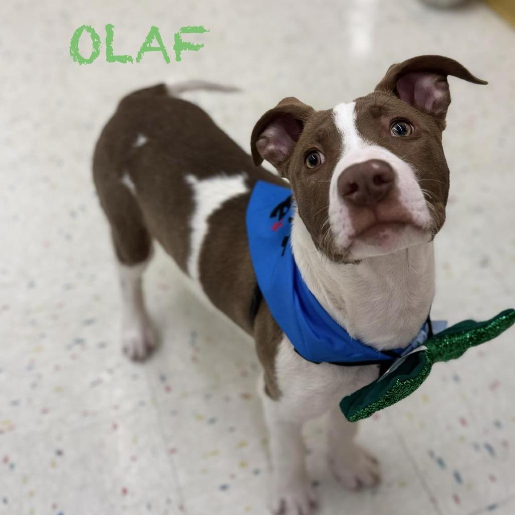 Enlarge Olaf, a Adoptable mixed breed in Northville, MI image 1/5