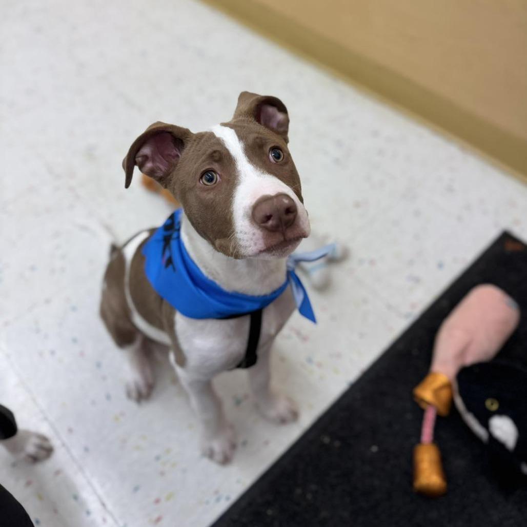 Enlarge Olaf, a Adoptable mixed breed in Northville, MI image 2/5