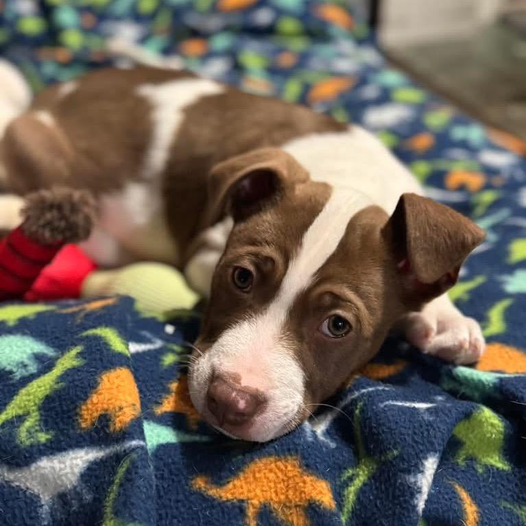 Enlarge Olaf, a Adoptable mixed breed in Northville, MI image 4/5