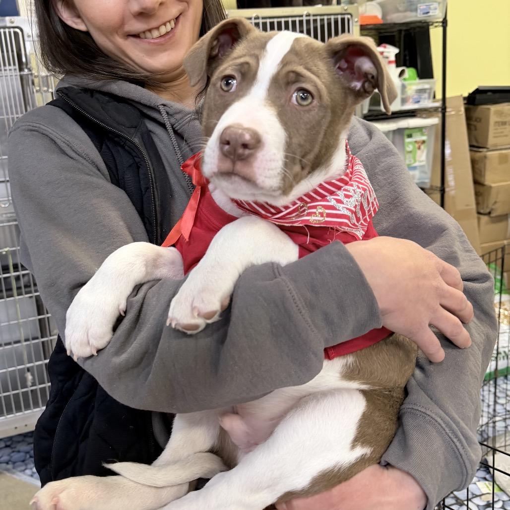 Enlarge Olaf, a Adoptable mixed breed in Northville, MI image 5/5