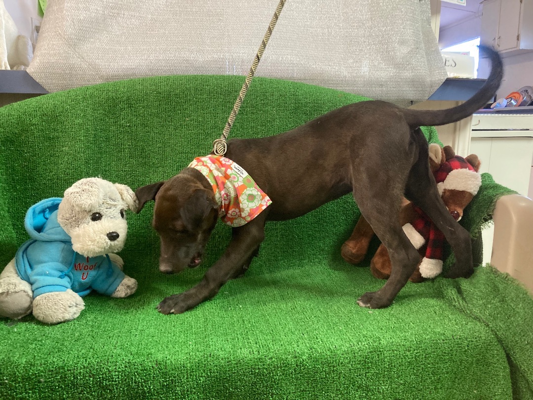 Birdie, a Adoptable mixed breed in El Paso, TX image 4/6