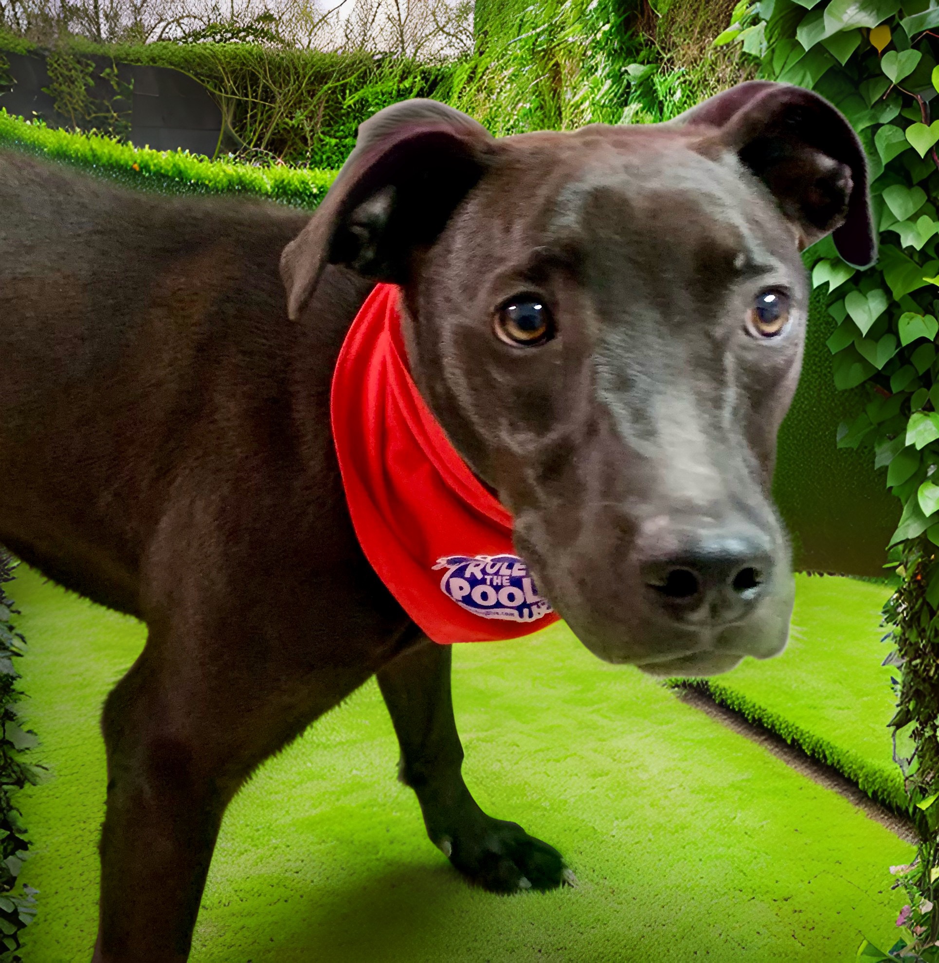 Birdie, a Adoptable mixed breed in El Paso, TX image 2/6