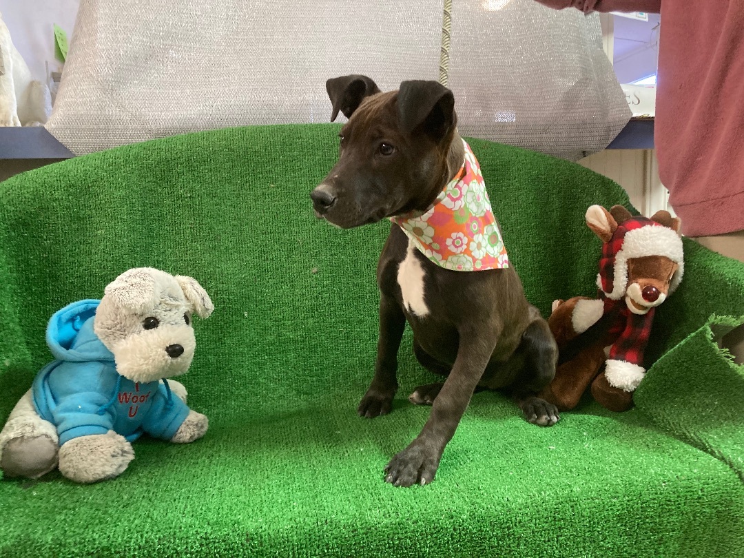 Birdie, a Adoptable mixed breed in El Paso, TX image 5/6