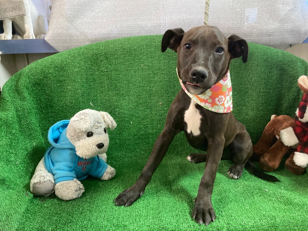 Birdie, a Adoptable mixed breed in El Paso, TX image 6/6