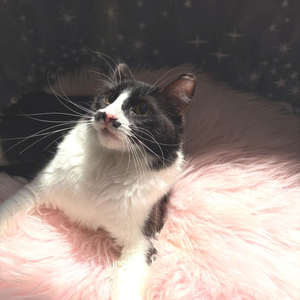 Pepper, a Adoptable Domestic Medium Hair in Deerfield, IL image 1/4