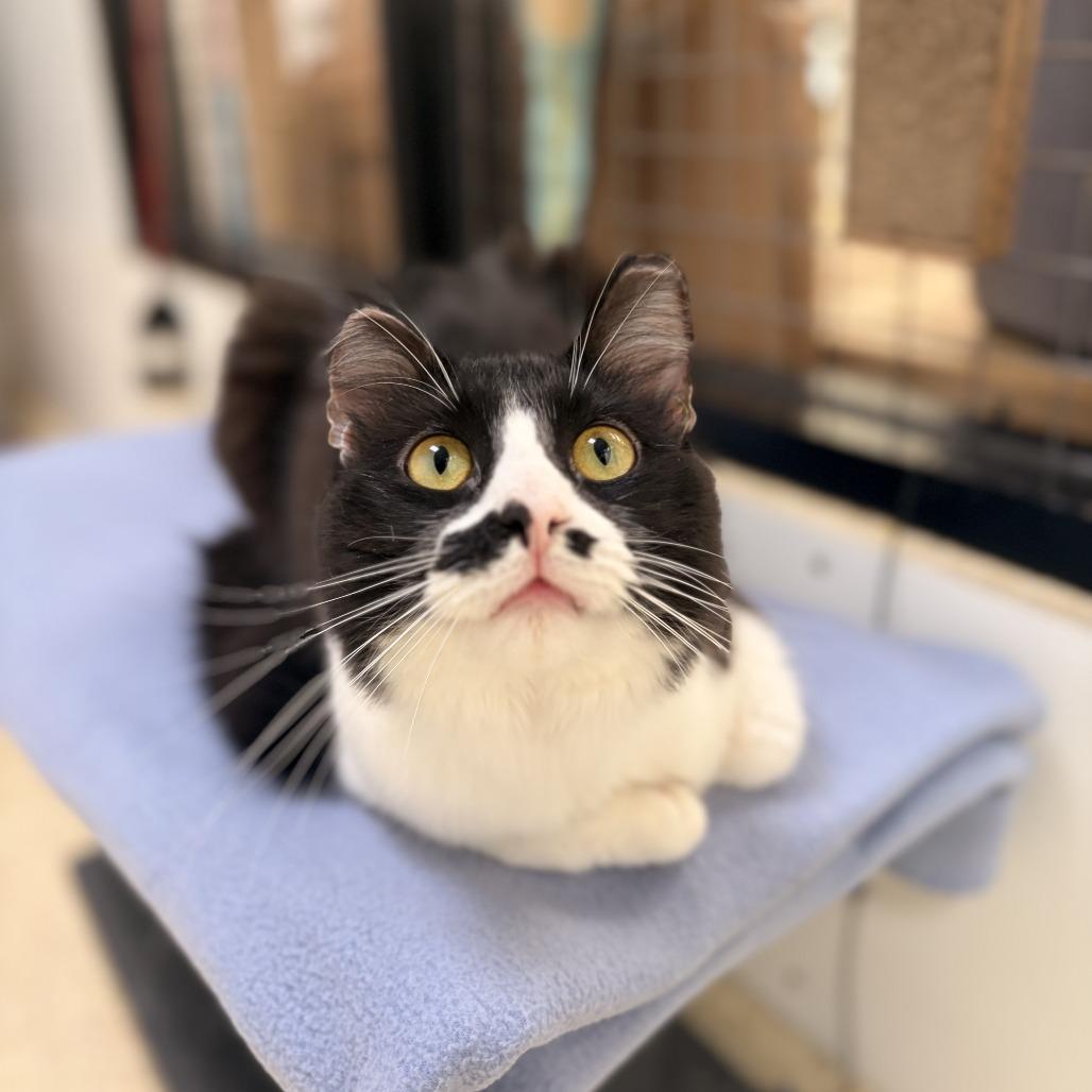 Pepper, a Adoptable Domestic Medium Hair in Deerfield, IL image 2/4