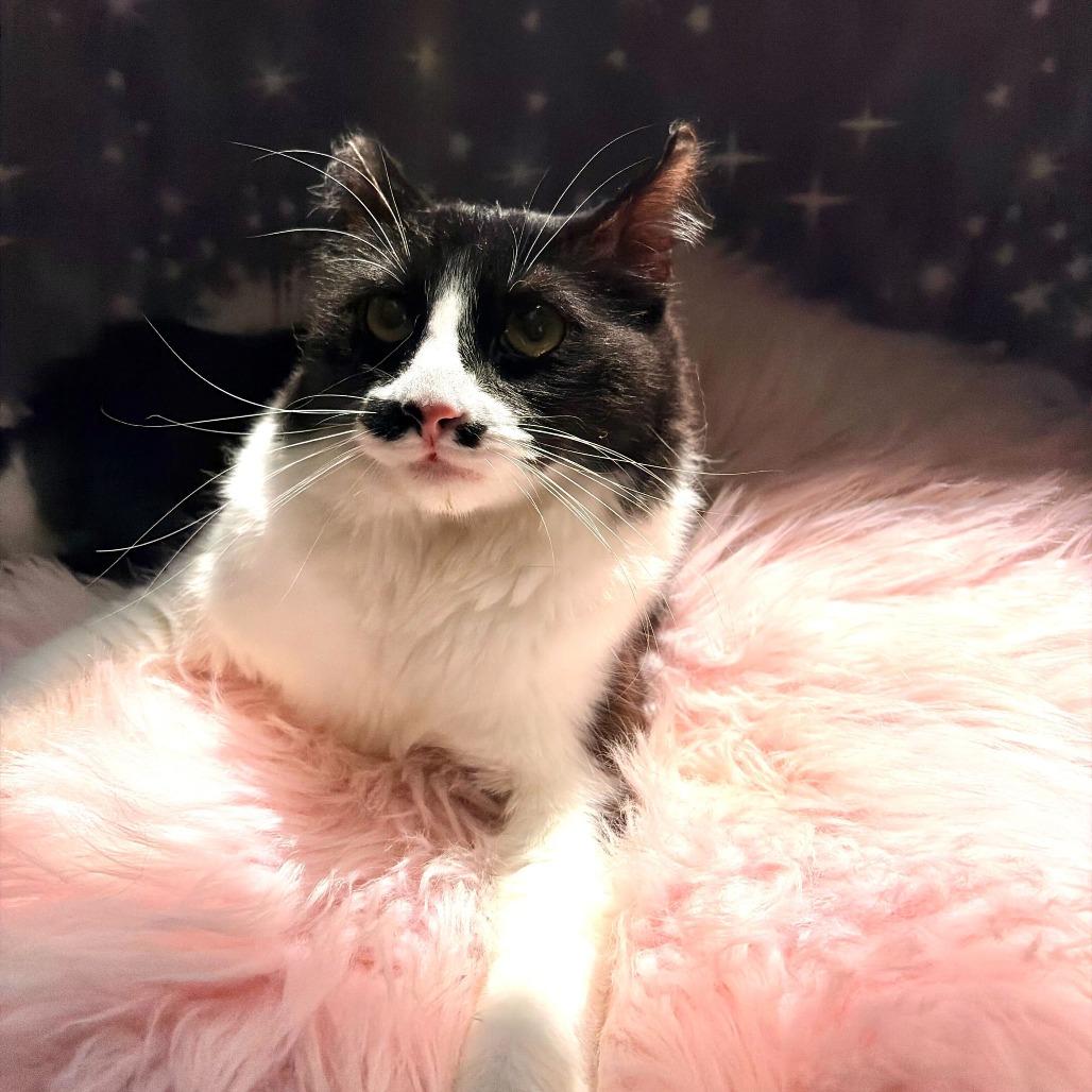 Pepper, a Adoptable Domestic Medium Hair in Deerfield, IL image 3/4