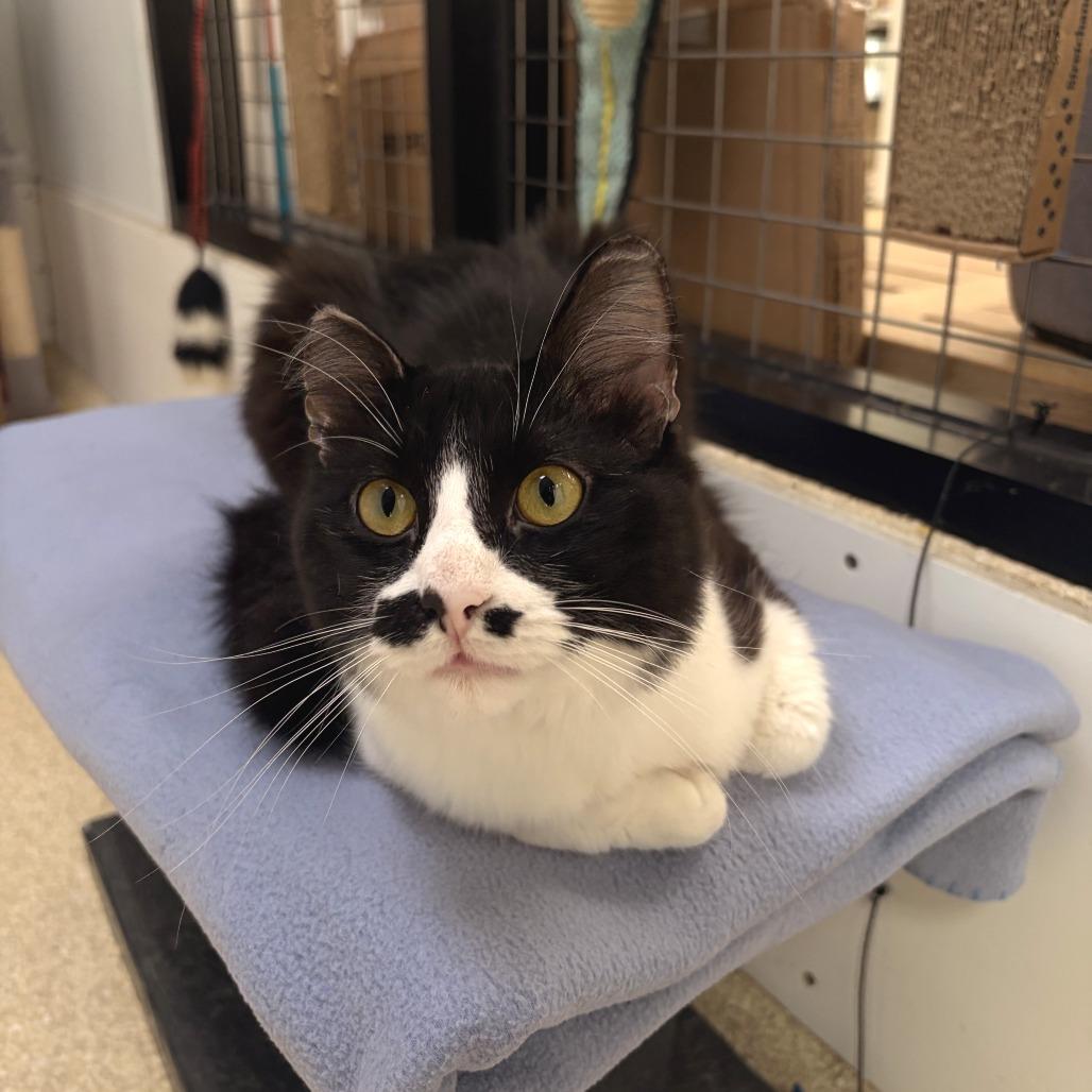 Pepper, a Adoptable Domestic Medium Hair in Deerfield, IL image 4/4