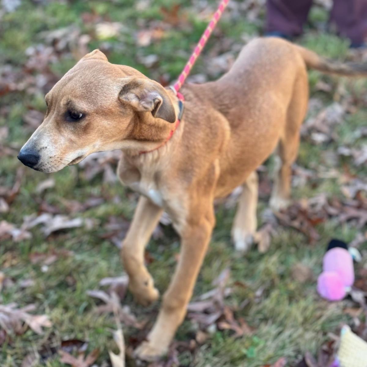 Sally, Adoptable, Puppy Female Catahoula Leopard Dog & Labrador Retriever.