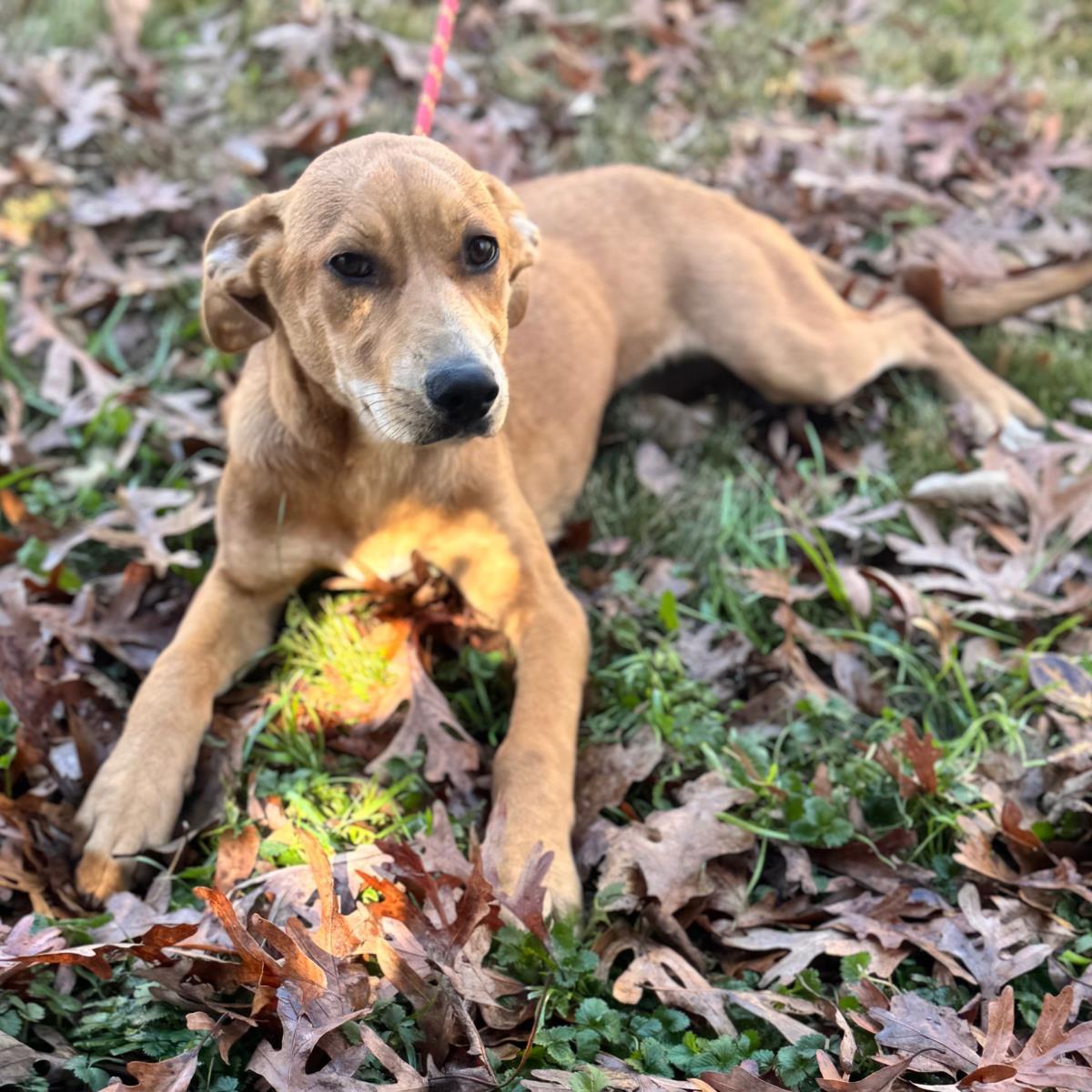 Enlarge Sally, a Adoptable mixed breed in Locust Fork, AL image 3/3
