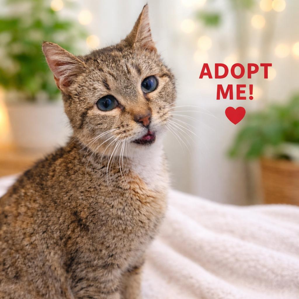 Enlarge Melody, a Adoptable Domestic Short Hair in Pasadena , MD image 1/1