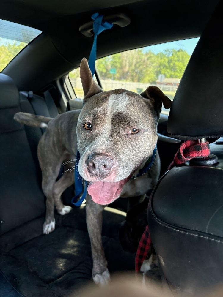 Booger, a Adoptable American Bully in Milton, FL image 1/2