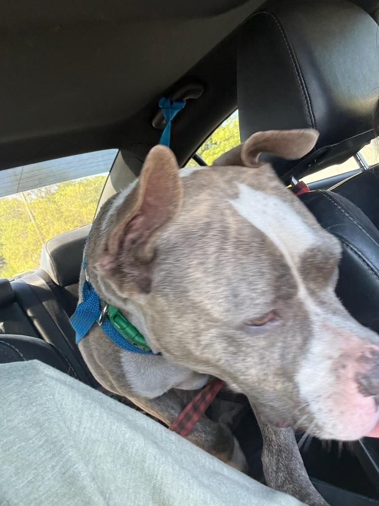 Booger, a Adoptable American Bully in Milton, FL image 2/2