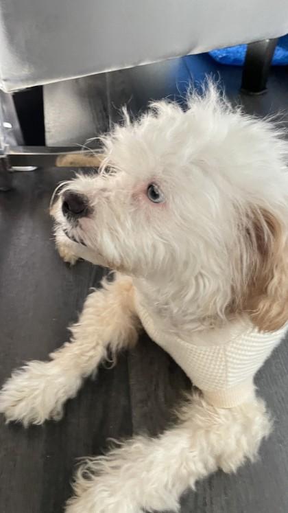 Enlarge Millie, a Adoptable mixed breed in Pleasanton, CA image 1/3