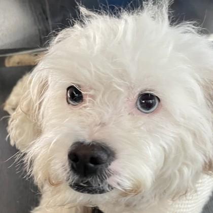 Millie, Adoptable, Young Female Mixed Breed & Mixed Breed.