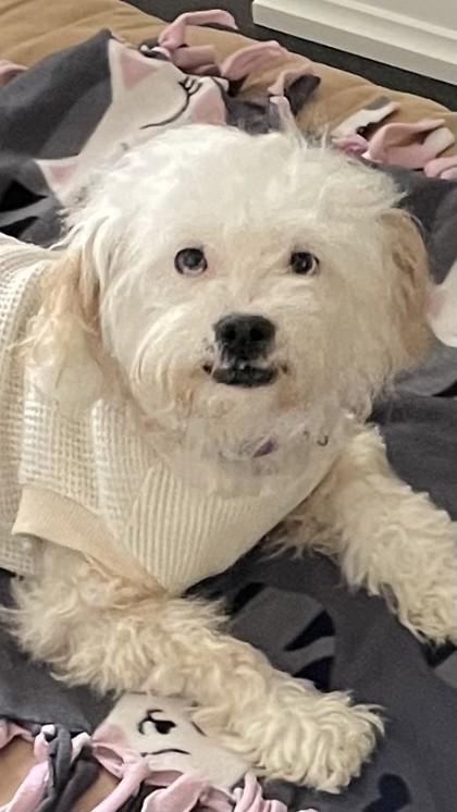 Enlarge Millie, a Adoptable mixed breed in Pleasanton, CA image 3/3